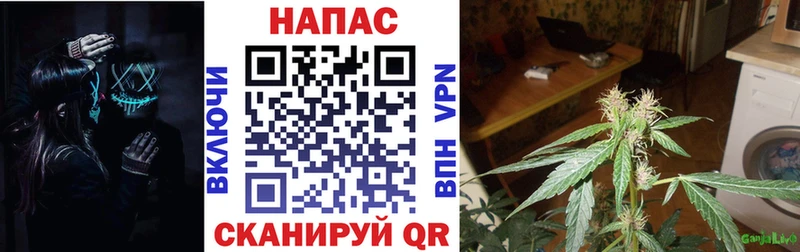 Марихуана сатива Жирновск